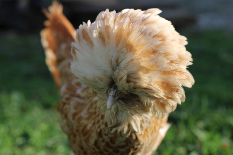 POULE PADOUE. SEBASTIEN CHENUE